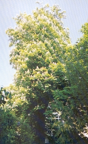 img_47415da6f1488.jpg