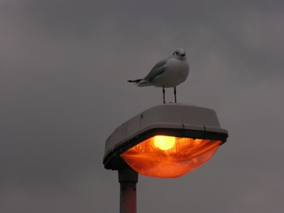 img_4b0ab7bc832ac.JPG